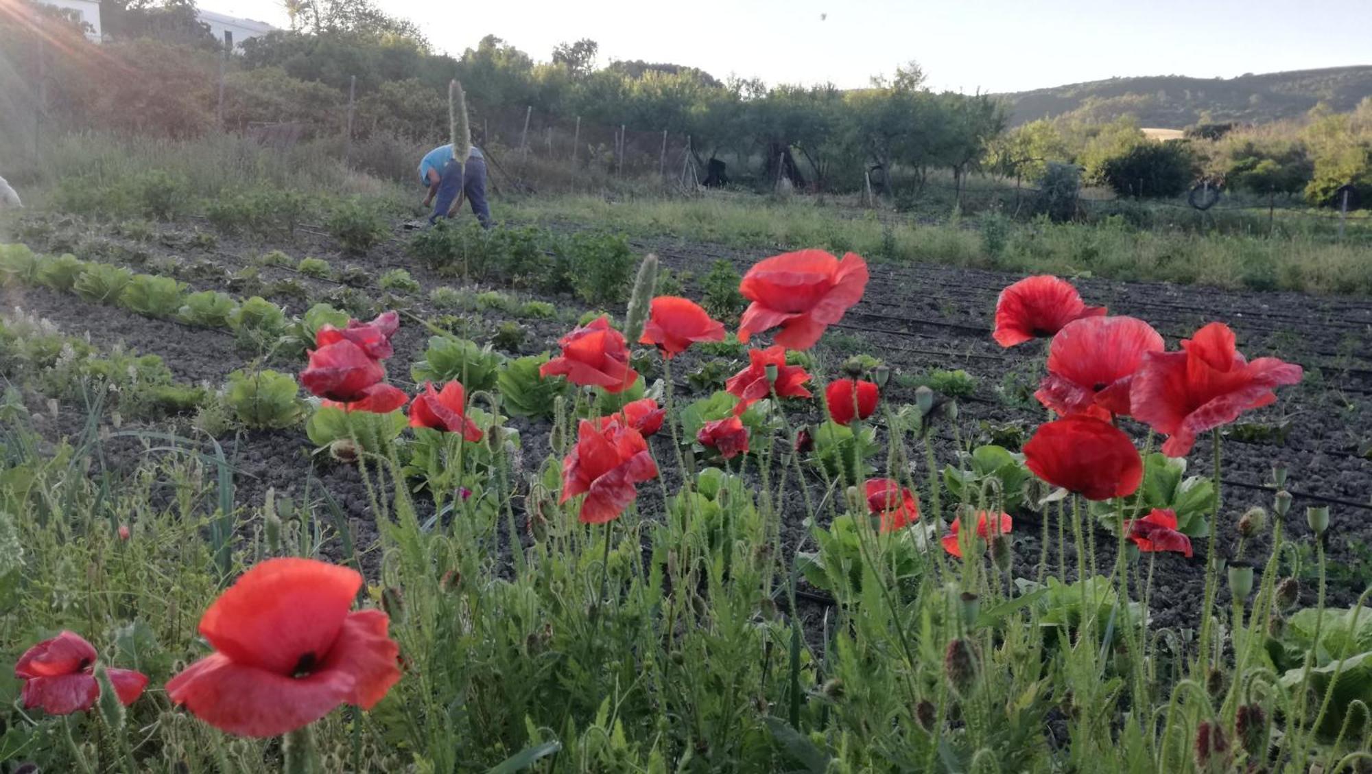Casa Rural El Cubillo Vejer de la Frontera Kültér fotó
